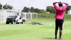 Аллигатор на футбольном поле