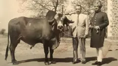 ब्राझीलमध्ये भारतीय गायींचा दबदबा