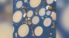 Plave meduze gusto zbijene jedna do druge u moru