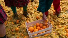 د نارنجو ددې جګړې په جریان کې له ۷۰۰ ټنو زیات نارنجان کارول کیږي