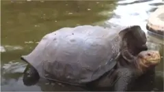 Diedo the Tortoise