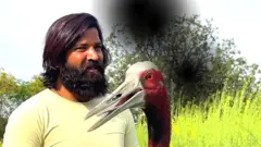 सारस पक्षी 