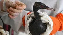 На заднем фоне человек в белом халате. На человеке оранжевые резиновые перчатки. В них он держит в белой тряпке птицу, покрытую черной субстанцией. Слева ладонь другого человека в целофановых перчатках.