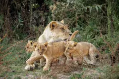 Una leona y sus tres cachorros se acurrucan en el pasto junto a arbustos y árboles. La madre acicala a uno de los cachorros.