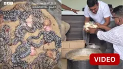 மலைப்பாம்பு