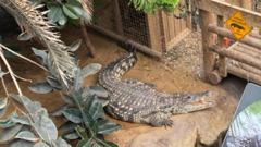 El escalofriante caso del hombre que arrojó a un niño de 3 años al foso de los cocodrilos en un zoológico de Reino Unido