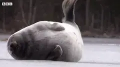 Foka