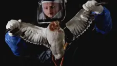 Un homme tenant un oiseau affecté par la grippe aviaire.