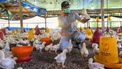 Seorang petugas memeriksa ayam untuk tanda-tanda infeksi flu burung di sebuah peternakan unggas di Darul Imarah di provinsi Aceh