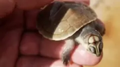 Turtles in Amazon