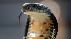 સાંપ, બીબીસી, ગુજરાતી