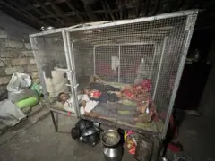 સિંહ, ગુજરાત