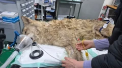 생포된 늑구가 산소호흡기를 착용한 채 누워있다