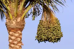 ખજૂર, બીબીસી ગુજરાતી ખજૂર ગુજરાત ખેડૂત કલમ ખેતી બ્રિટન અતુલ લિમિટેડ બાગકામ છોડ