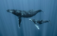 Une baleine à bosse et son petit