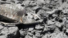 هيكلاً عظمياً لسمكة نافقة في بحيرة نافارو الجافة في بيونيس آيريس