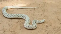 ራሰል ቫይፐር