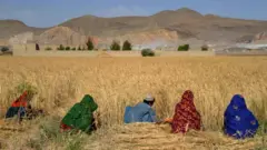 گزارش تازه اداره ملی احصایه و معلومات نشان می‌دهد که امسال بالای ۵۶۲ هزار هکتار زمین گندم للمی کِشت شده، در حالی که سال گذشته این رقم ۷۳۶ هزار هکتار بود. 