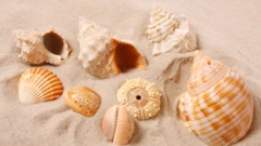 Shells on a beach in Mauritius