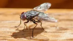 માખી