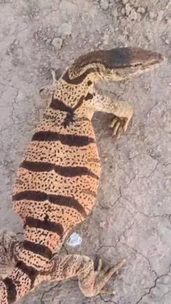 Echkiemarning rasmi, uning rangi kul rang, tanasida jigar rang yo‘l-yo‘l va nuqta belgilari bor. U o‘ng tomonga qarayapti. 
