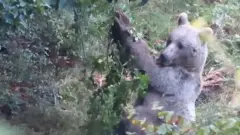 خرس قهوه ای