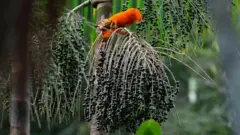 Árvore com vários frutos de açaí