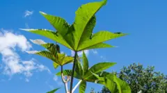 એરંડો, ઇયળ, ગુજરાત