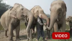 யானை மருத்துவமனை