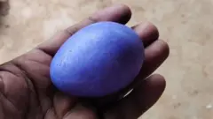 બીબીસી ગુજરાતી, ગુજરાત, બીબીસી, ઈંડું, વાદળી ઈંડું, મરઘી, બૅંગ્લુરુ, કર્ણાટક