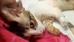 Purnima đặt tên cho con mèo con bị thương là Grace