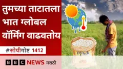 भात शेती