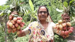 লিচু