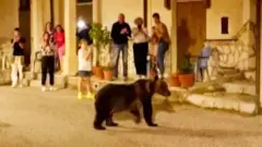 A crowd of people look at a bear in an Italian street