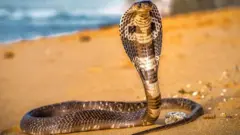 நல்ல பாம்பு விஷத்தை முறிக்கும் விலை மலிவான மருந்து - விஞ்ஞானிகளின் புதிய கண்டுபிடிப்பு