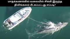 மாதக்கணக்கில் வலையில் சிக்கி இருந்த திமிங்கலம் மீட்கப்பட்டது எப்படி?