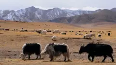 yak