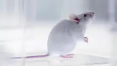 چوہے سے مادہ کے انڈے