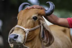 ગાય 