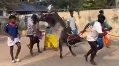 அவனியாபுரம் ஜல்லிக்கட்டு