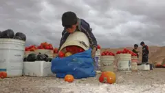 طفل يجمع الطماطم والباذنجان في الأردن