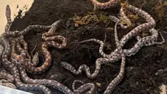 தானாக கருத்தரித்த பாம்பு