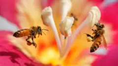 Abejas