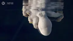 अक्टोपस