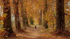 जम्मू काश्मीरमधील वन विभागानं चिनारच्या झाडांचं जिओ टॅगिंग करण्याचं अभियान सुरू केलं आहे