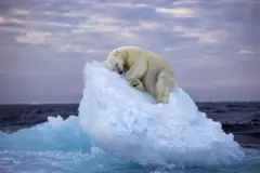 Image of a polar bear falling asleep on an iceberg