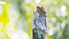 Um urutaú e sua cria pousam no topo de um galho cortado no norte do Uruguai.