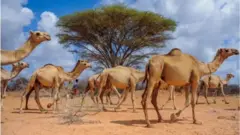 AFRICAN PICTURES
