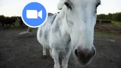 गधा