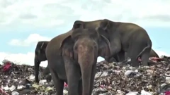 Gajah